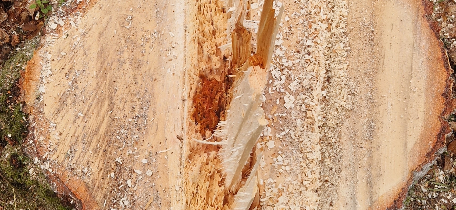 Nahaufnahme eines Baumstamms, der gespalten und mit Holzspänen bedeckt ist.