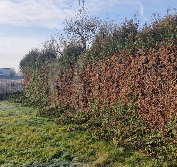 Lange Hecke mit teilweise braunen und grünen Blättern neben einer grasbewachsenen Fläche unter blauem Himmel.