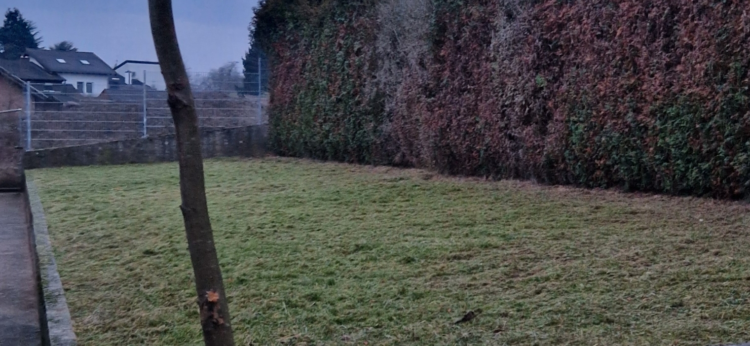 Ein grasbewachsener Garten mit einem Baumstamm in der Bildmitte und einer hohen, dicht bewachsenen Hecke rechts.