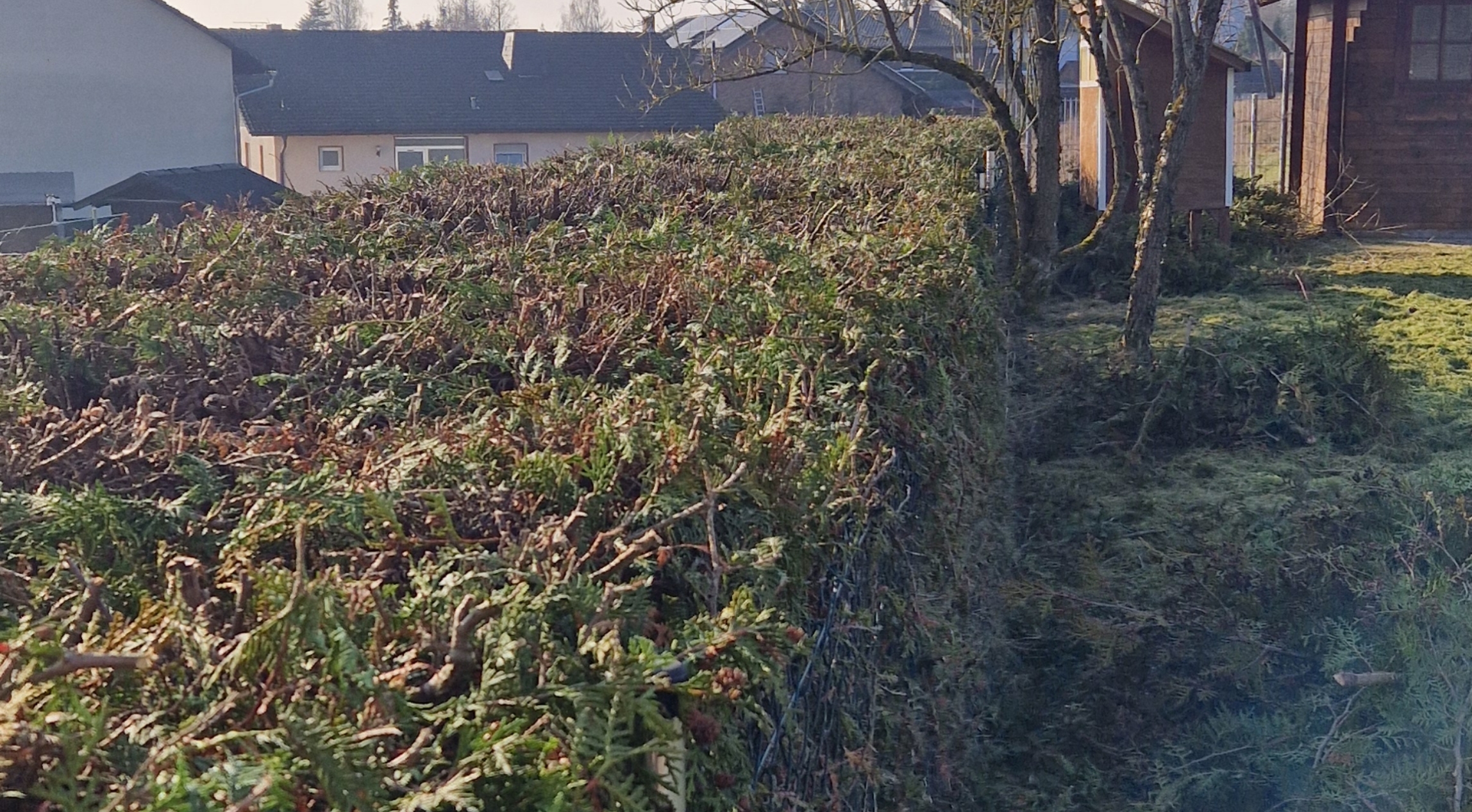 Dicht geschnittener grüner Thuja-Heckenzaun vor Häusern im Hintergrund bei Sonnenlicht.